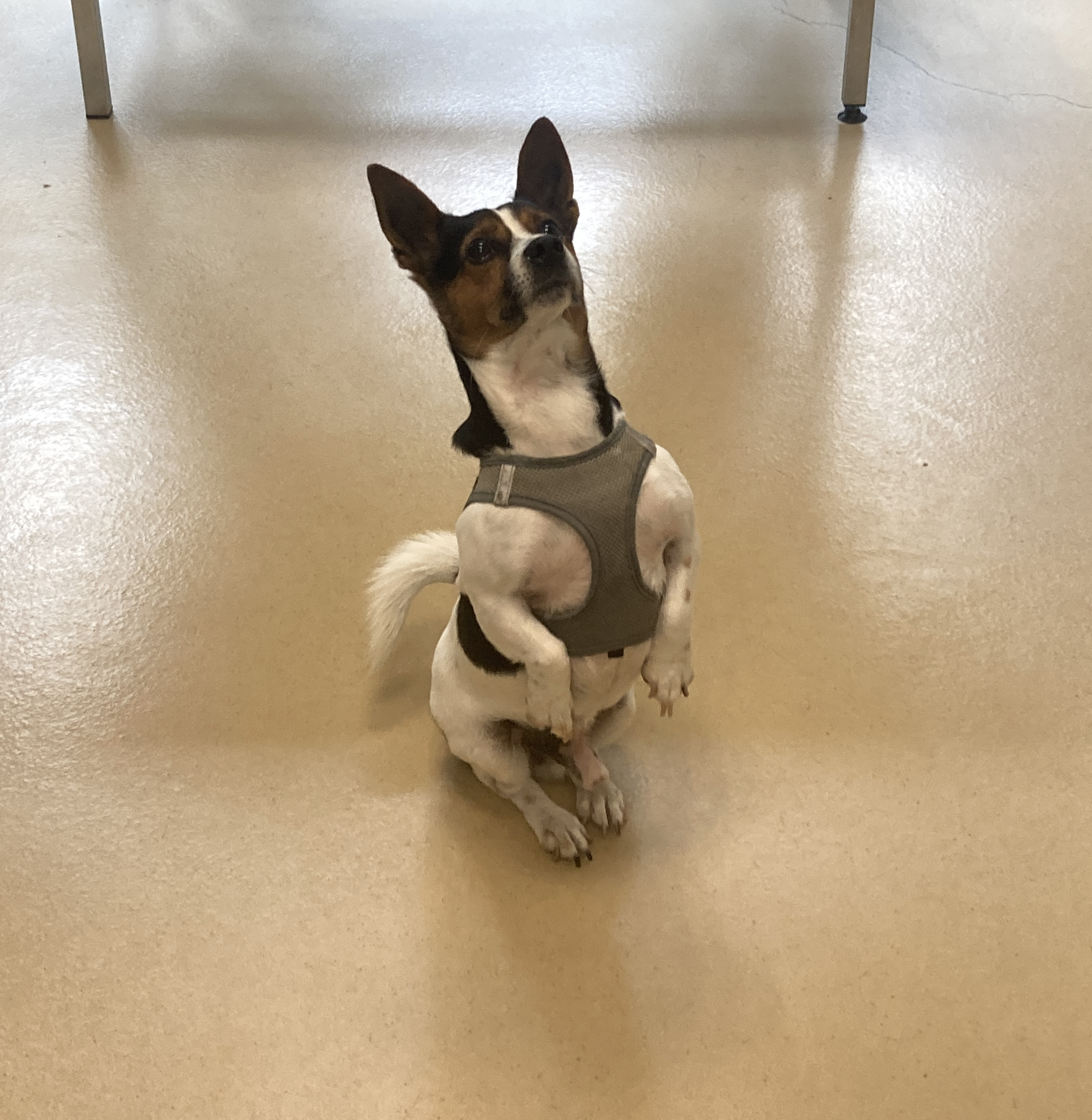 Chien qui fait le beau